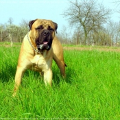 Photo de Bullmastiff