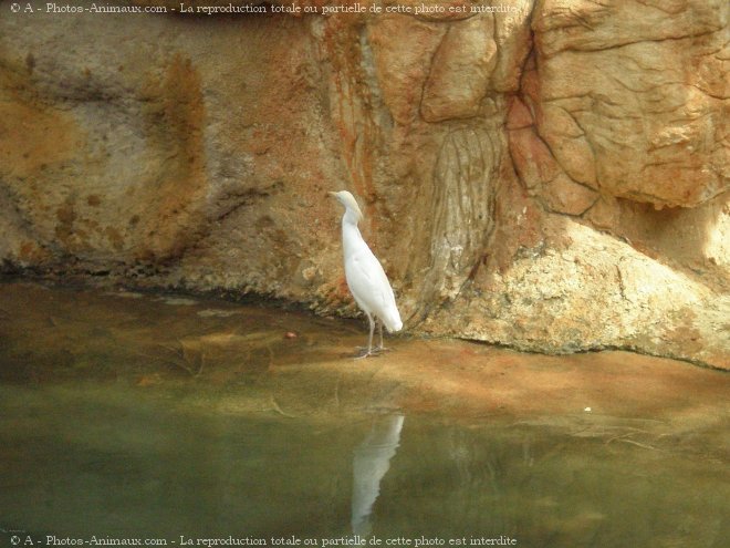 Photo de Hron garde-boeufs