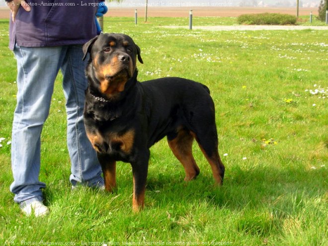 Photo de Rottweiler