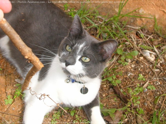 Photo de Chat domestique