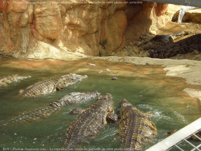 Photo de Crocodile