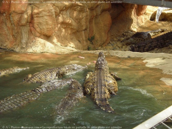 Photo de Crocodile