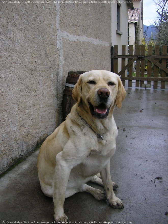 Photo de Labrador retriever