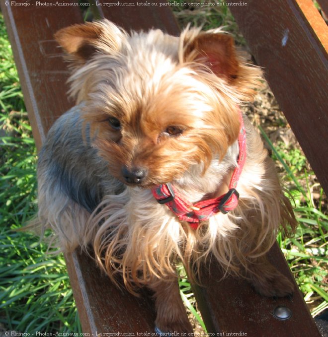 Photo de Yorkshire terrier