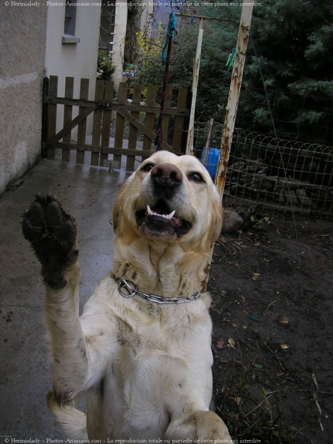 Photo de Labrador retriever