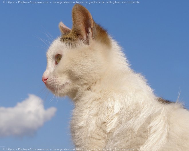 Photo de Chat domestique