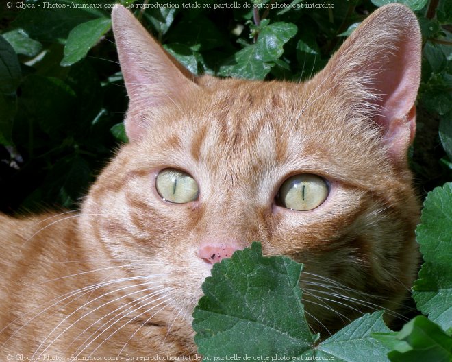 Photo de Chat domestique