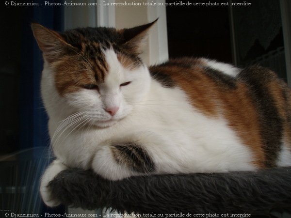 Photo de Chat domestique