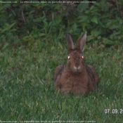 Photo de Lapin