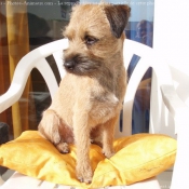 Photo de Border terrier