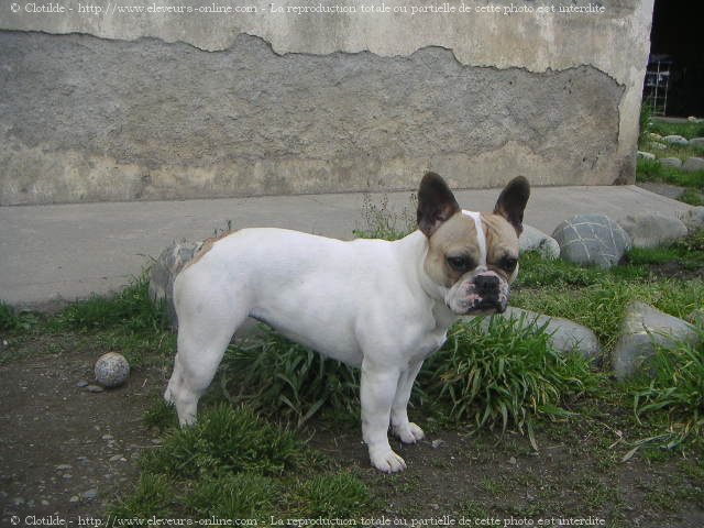 Photo de Bouledogue franais