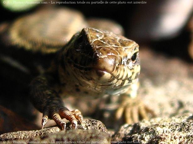 Photo de Lezard