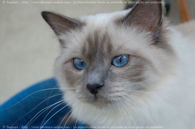 Photo de Sacr de birmanie