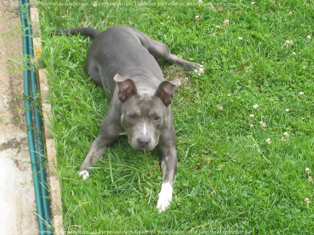 Photo d'American staffordshire terrier