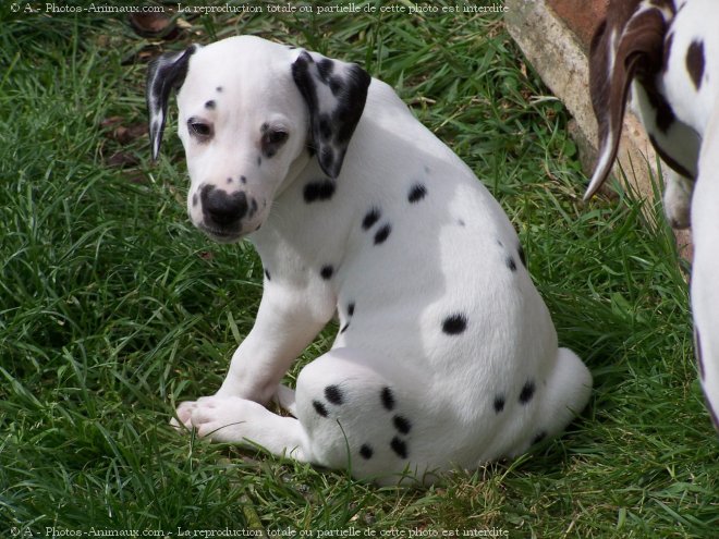 Photo de Dalmatien