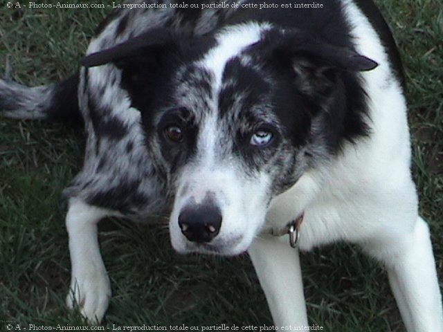 Photo de Border collie