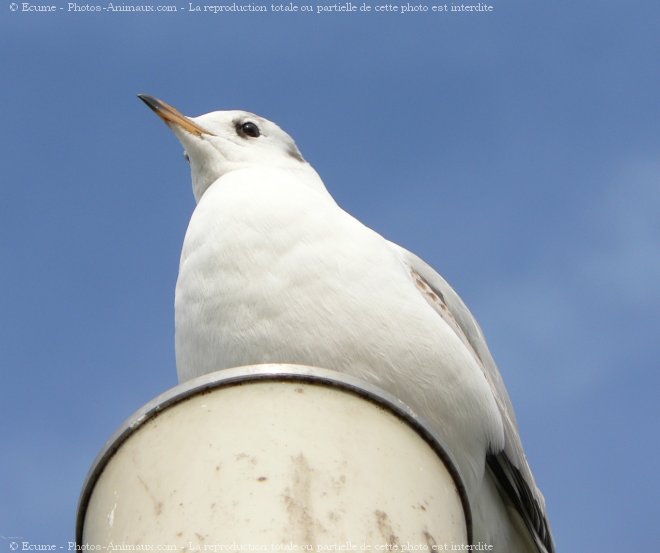 Photo de Mouette