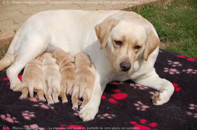 Photo de Labrador retriever