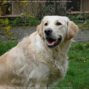 Photo de Golden retriever