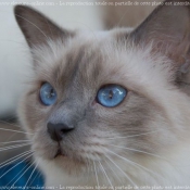 Photo de Sacr de birmanie