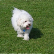 Photo de Bichon  poil fris