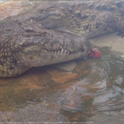 Photo de Crocodile