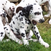 Photo de Dalmatien