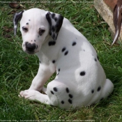 Photo de Dalmatien