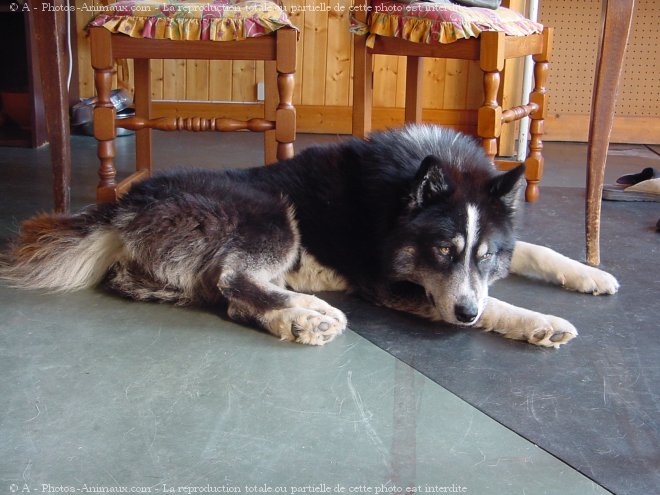 Photo de Husky siberien