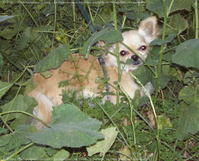 Photo de Chihuahua  poil long