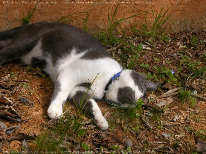 Photo de Chat domestique