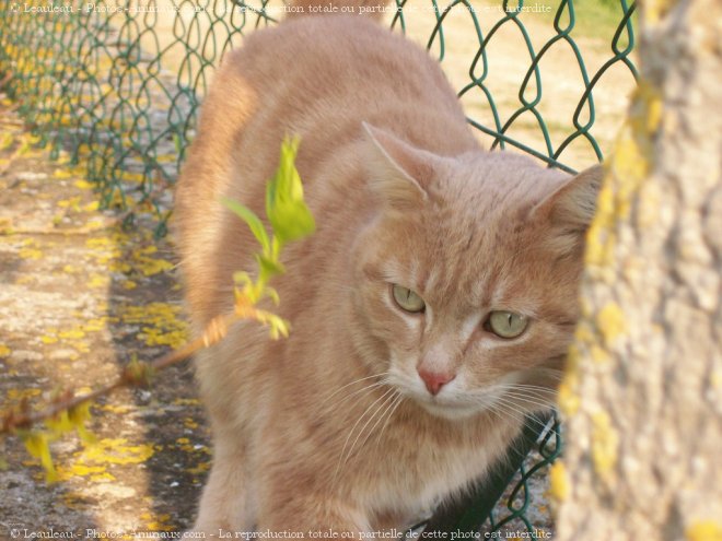 Photo de Chat domestique