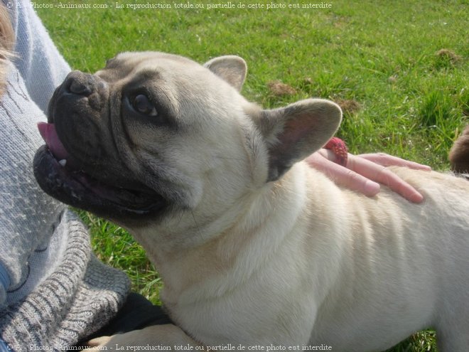 Photo de Bouledogue franais