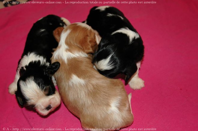 Photo de Cavalier king charles spaniel