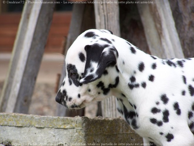 Photo de Dalmatien