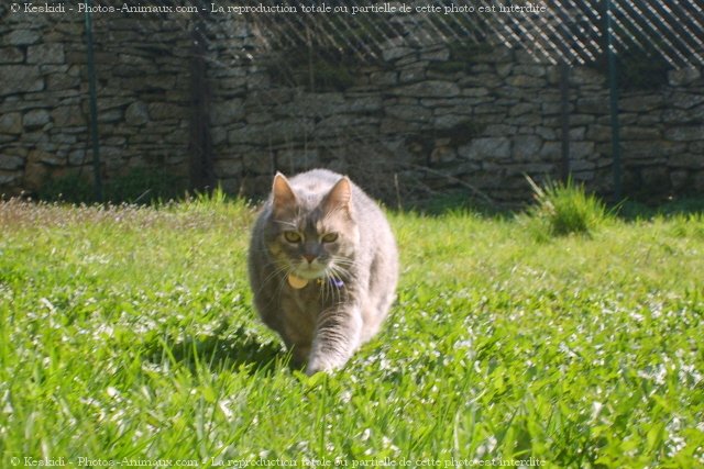 Photo de Chat domestique