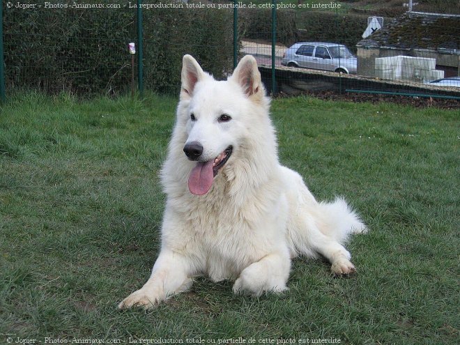 Photo de Berger blanc suisse