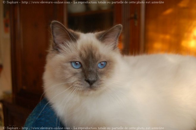 Photo de Sacr de birmanie