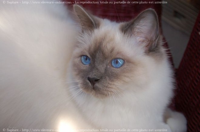 Photo de Sacr de birmanie