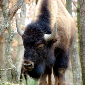 Photo de Bison