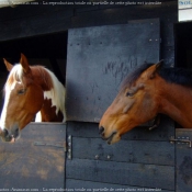 Photo de Races diffrentes