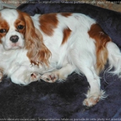 Photo de Cavalier king charles spaniel