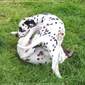 Photo de Dalmatien