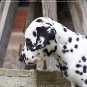 Photo de Dalmatien