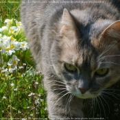 Photo de Chat domestique