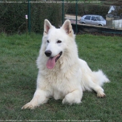 Photo de Berger blanc suisse