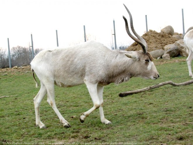 Photo d'Antilope