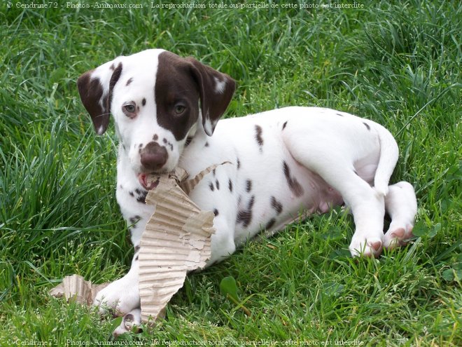 Photo de Dalmatien