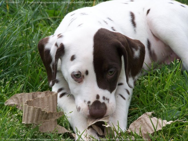 Photo de Dalmatien Coquard N 412472 sur Photos Animaux