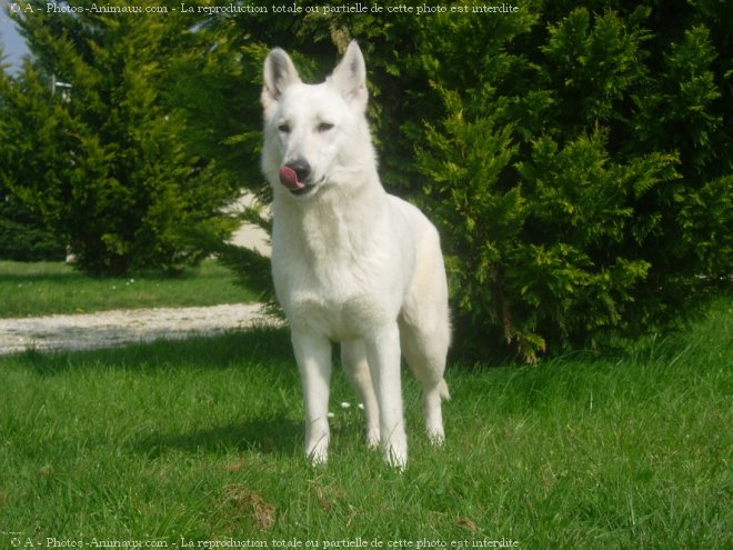 Photo de Berger blanc suisse